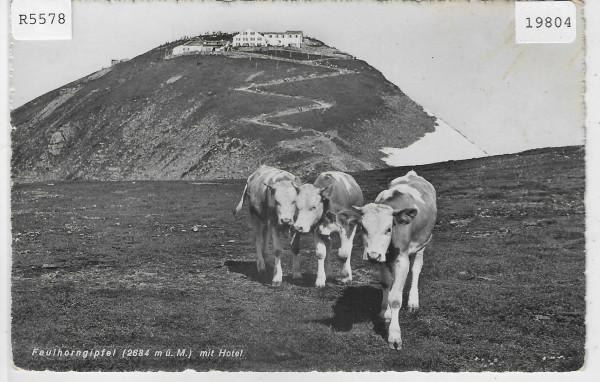 Faulhorngipfel mit Hotel - Rinder vaches cows