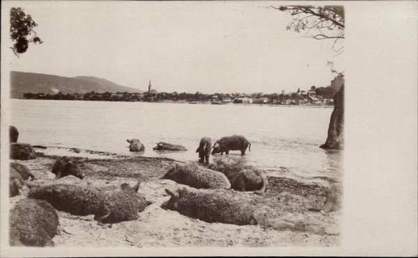 Schweine am Ufer Vorderseite