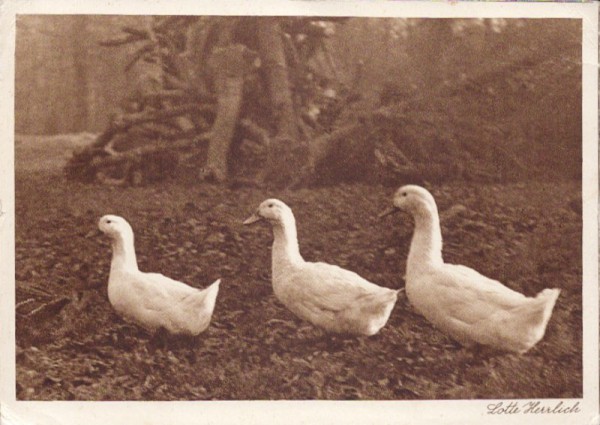 Enten, Foto von Lotte Herrlich