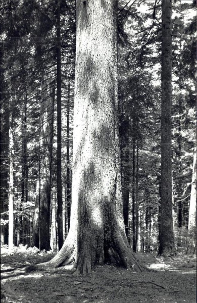 Langnau i.e. Dürsrütti, Riesentanne Vorderseite