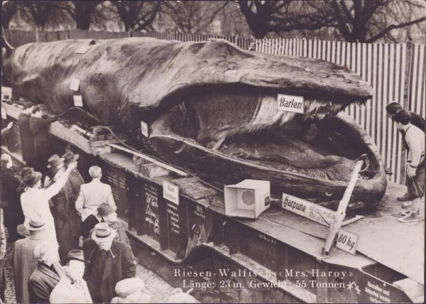 Riesen Walfisch zur Schau Vorderseite