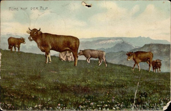 Kühe auf der Alp Vorderseite